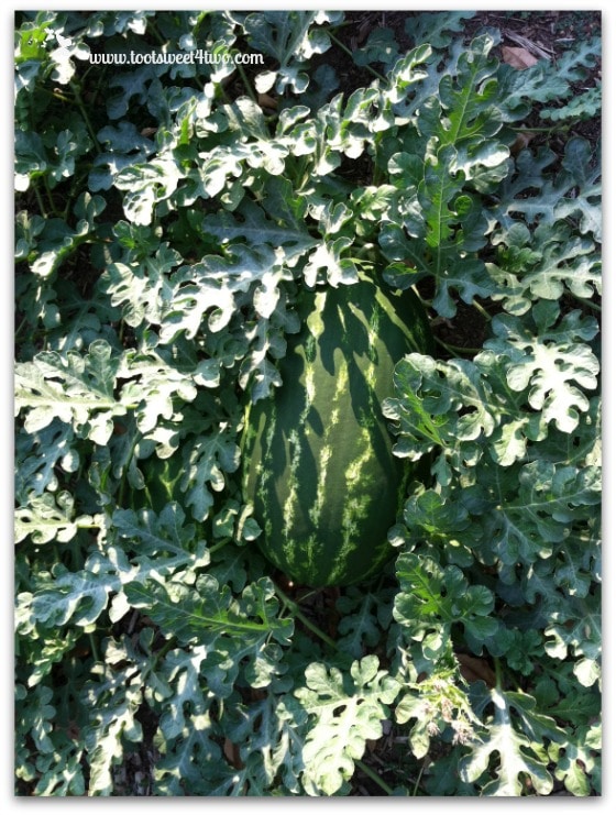 Another watermelon hiding in the watermelon patch