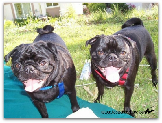 Sid and Samson, our black pugs, in the yard