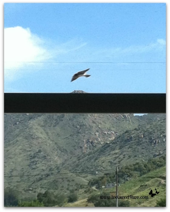 Swallow flying past my office window