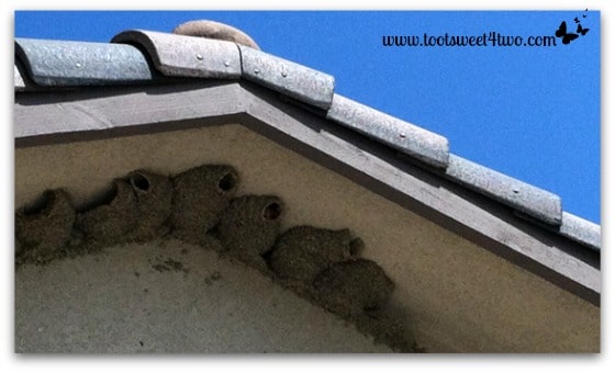 Cliff Swallow nests above the kitchen nook window - Exaltation of Larks