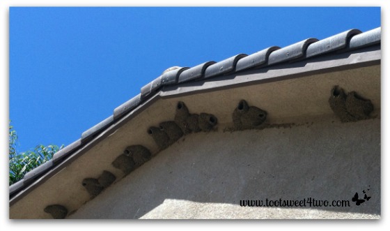 Cliff Swallow nests on the east side of our house - Exaltation of Larks