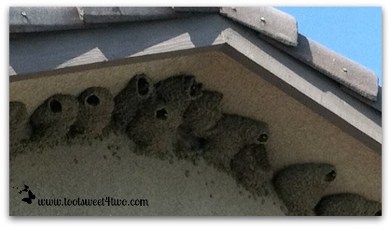 Cliff Swallows peeking out of their nests - Exaltation of Larks