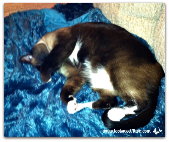 Coco on blue Z Gallerie blanket - The Squish Factor