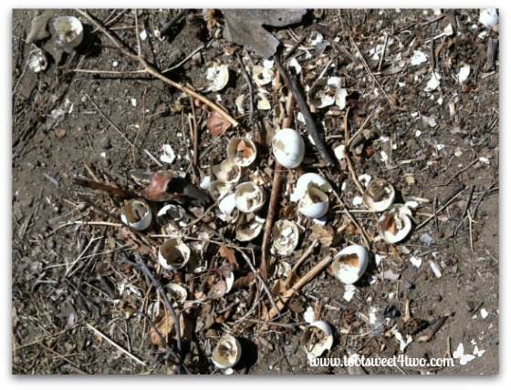 Egg shells left in the compost pile