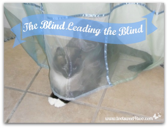 The Blind Leading the Blind