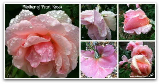 Mother of Pearl Roses - Good Photographs