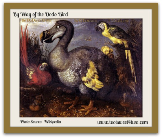 Edward's Dodo from Wikipedia - By Way of the Dodo Bird