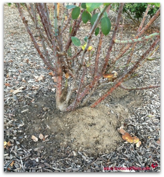 Rose bush destroyed by gophers - By Way of the Dodo Bird