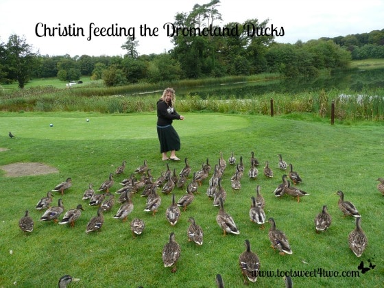 Christin feeding the Dromoland Ducks