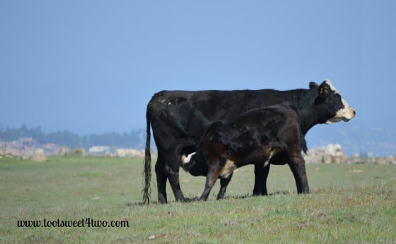 Cow and nursing calf