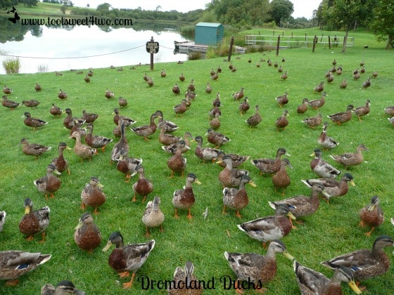 Dromoland Ducks