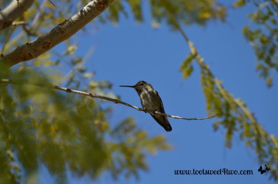 Hummingbird in a Jacaranda Tree