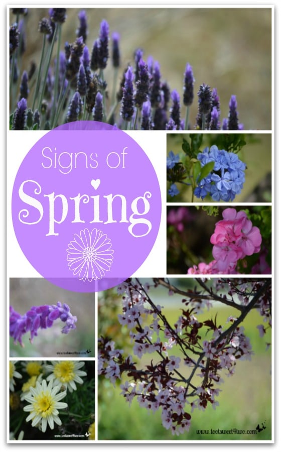 Signs of Spring Collage