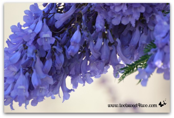 A jacaranda branch dripping with blossums