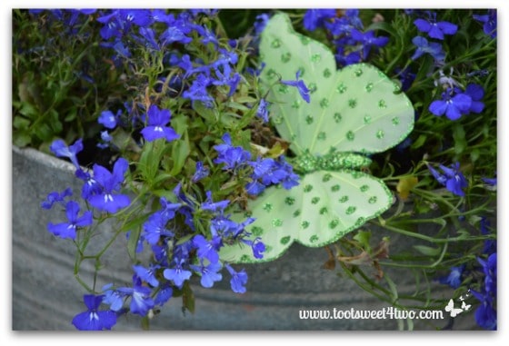 Close-up of Butterfield and Lobelia in Fairy Garden