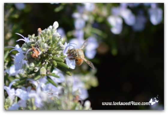 Bee in the Rosemary