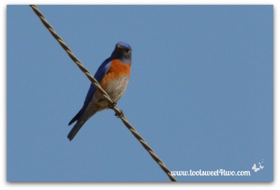 Bluebird on my wire