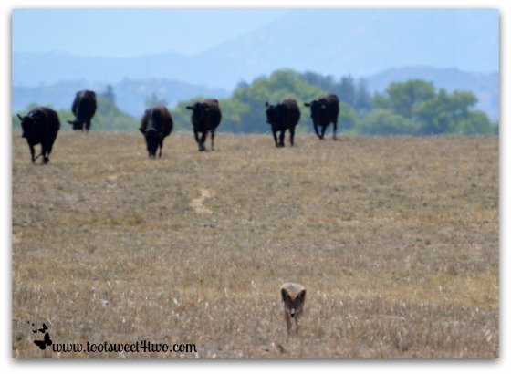 Coyote and Cows