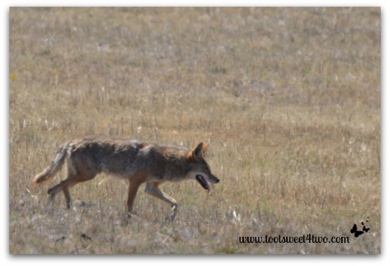 Coyote in the field