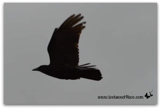Crow on the wing
