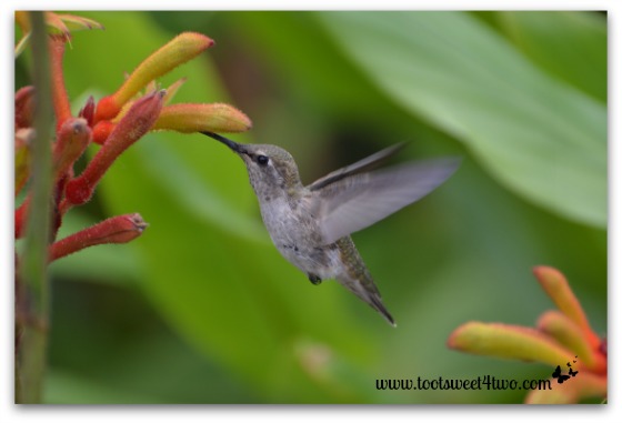 Hummingbird - wings back