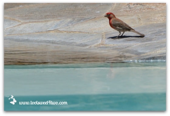 Red House Finch contemplating pool