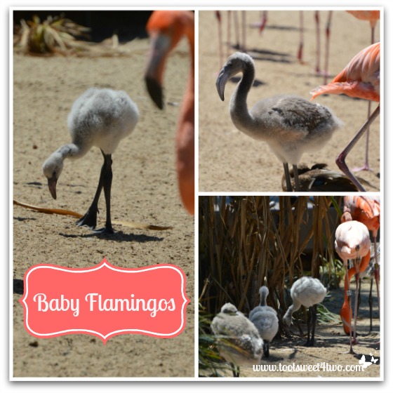 Baby Flamingos at the San Diego Zoo