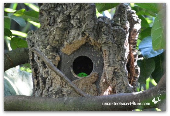 Bird peeking out of birdhouse at the San Diego Zoo