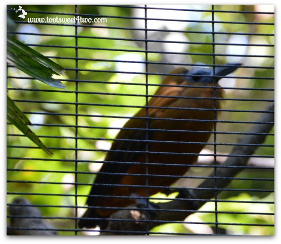 Bird through the wires - San Diego Zoo
