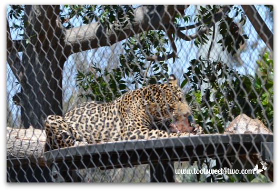 Cheetah eating at the San Diego Zoo