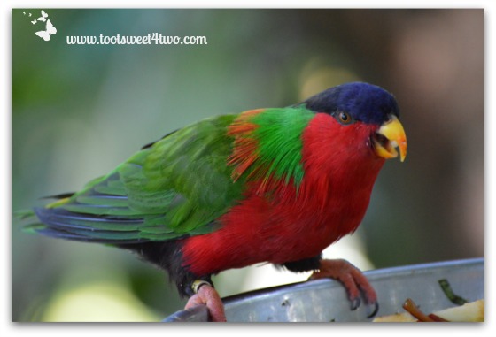 Collared Lory at the San Diego Zoo