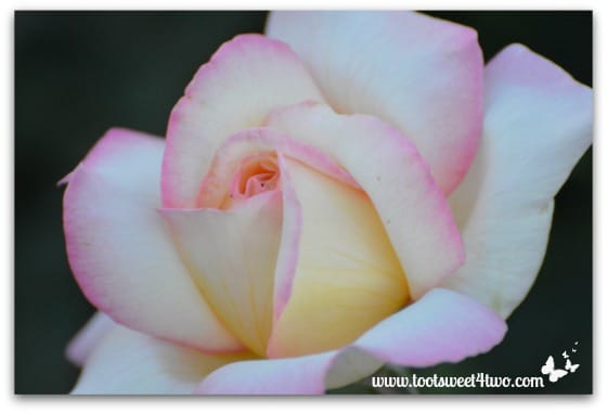 Cream and Pink Rose - Pretty in Pink