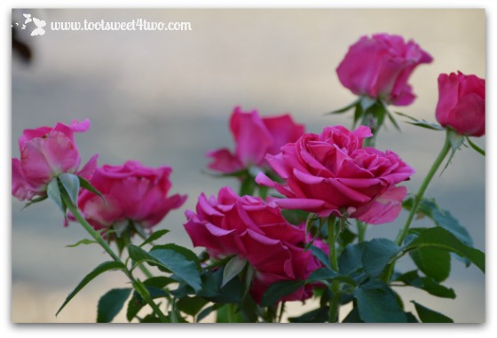 Dark pink roses - Pretty in Pink