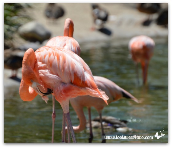 Flamingo grooming his feathers at the San Diego Zoo