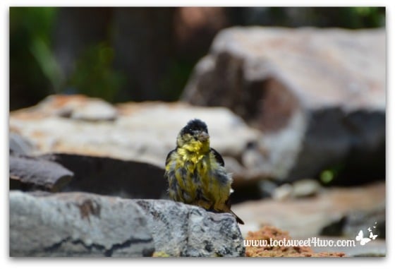 Magnolia Warbler - all clean!