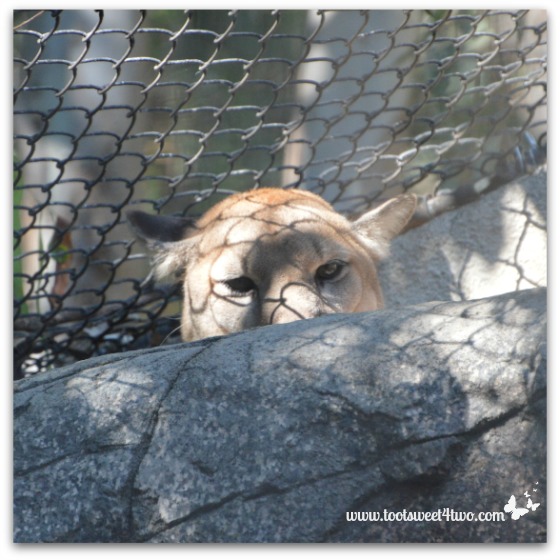 Mountain Lion at the San Diego Zoo