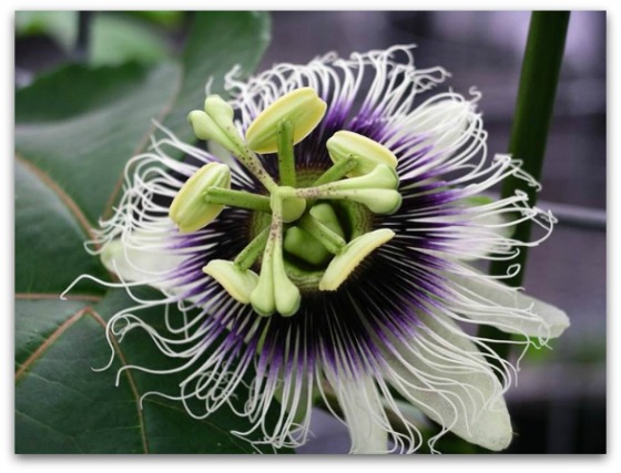 Passion Flower - Source Wikipedia. Creative Commons license.
