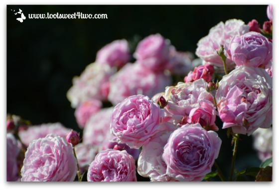 Pink Old English Roses - Pretty in Pink