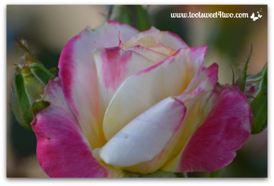 Pink and Cream Rose - Pretty in Pink