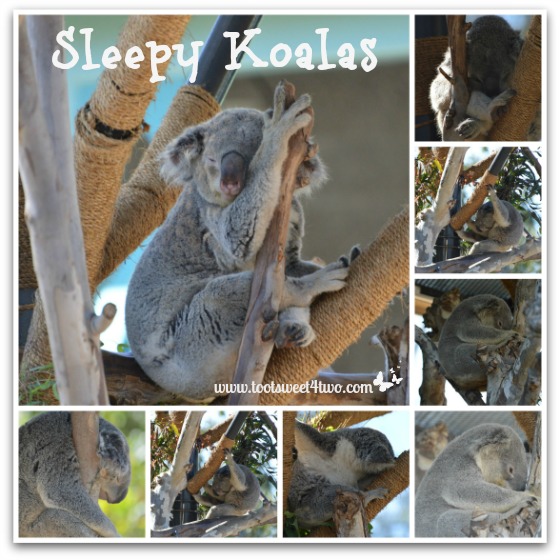 Sleepy Koalas at the San Diego Zoo