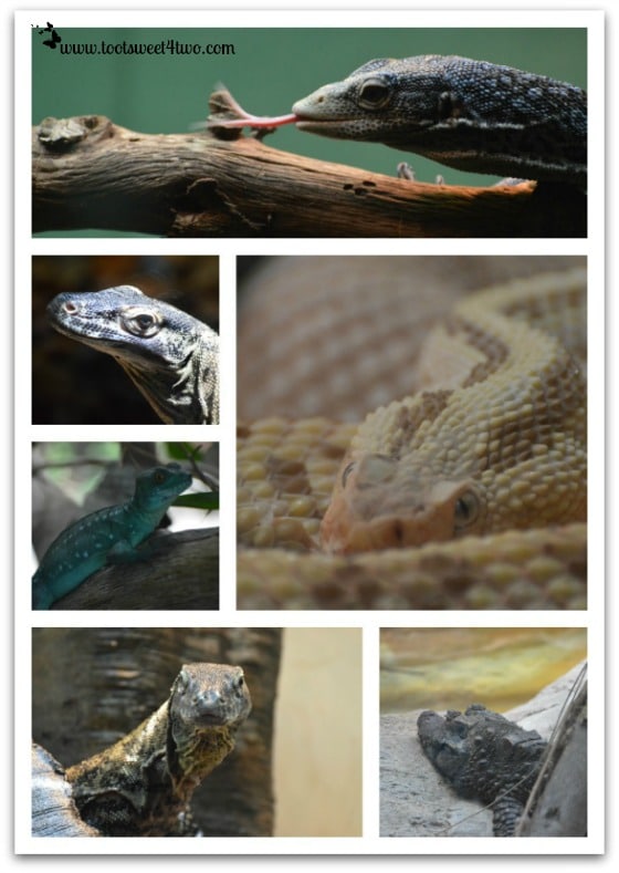 Snakes and other reptiles at the San Diego Zoo
