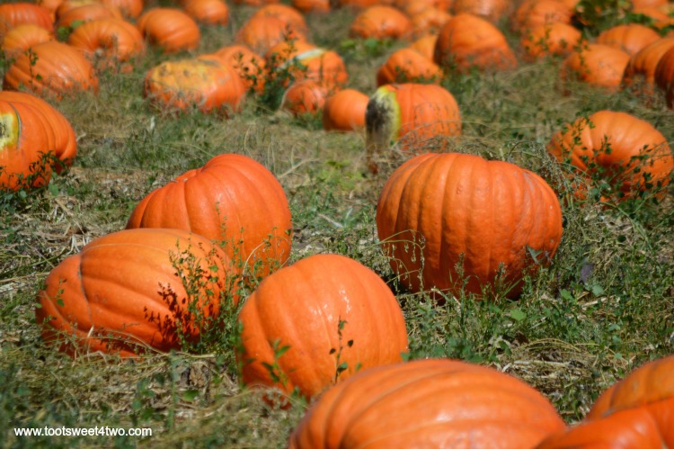 Do you have pumpkin fever? That's the illness you get in the fall that takes away your power to only choose one pumpkin. Every year we venture out on a quest to the great pumpkin patch in search of the perfect pumpkin and every year we come home with more than one! The good news about pumpkin fever: it only lasts a month and then you get to make pumpkin pie!