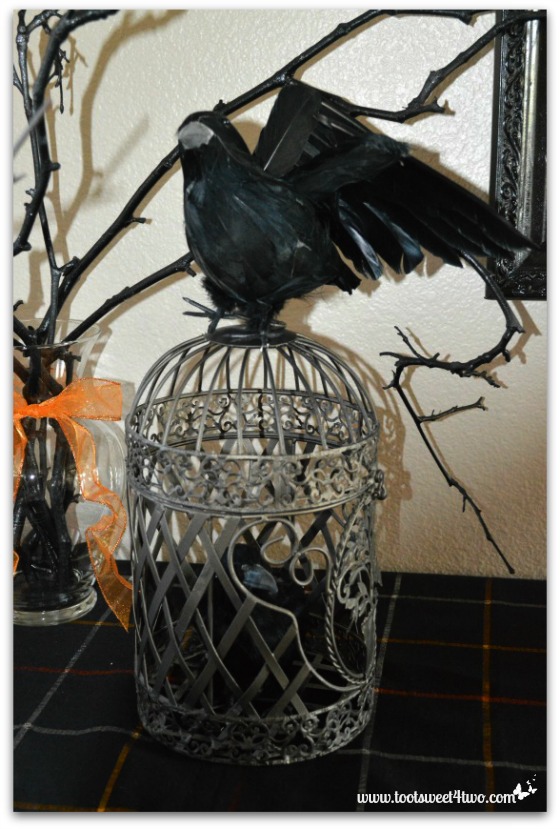 Close-up of crows and birdcage