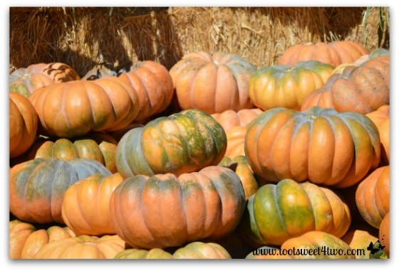 Fairytale Pumpkins in the pumpkin patch