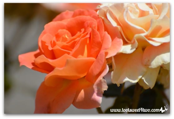 Orange and apricot rose