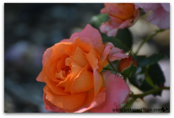 Orange and pink rose