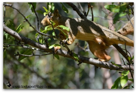 Orange-bellied squirrel