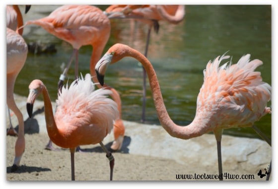 Orange flamingos