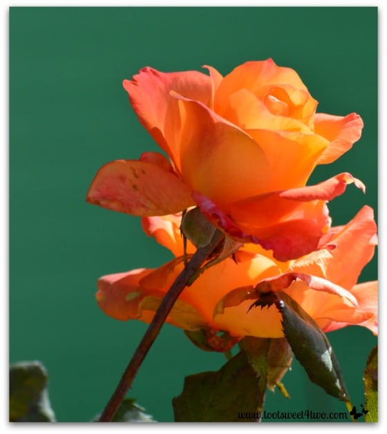 Orange rose at Spencer Valley School