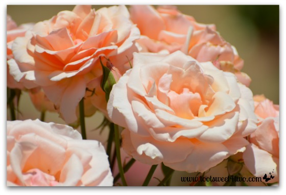 Peach-colored roses